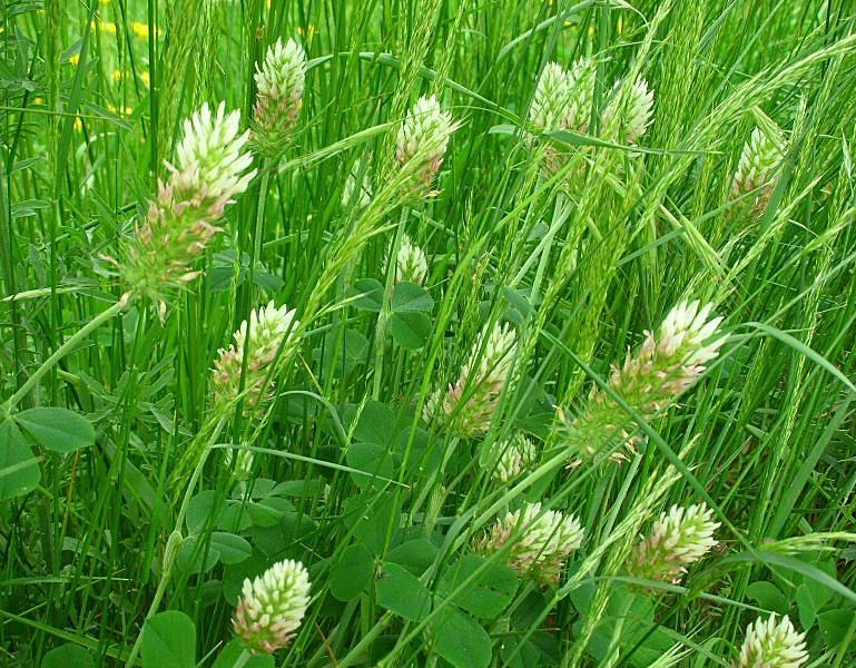 Trifolium incarnatum subsp. molinerii / Trifoglio di Molineri